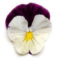 15 Seeds Pansy Cool Wave® Violet Wing (HANGING PANSY)