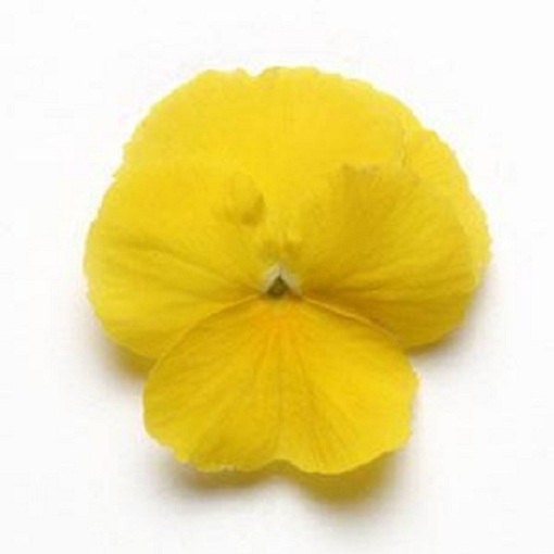 15 Seeds Pansy Cool Wave® Yellow (HANGING PANSY)