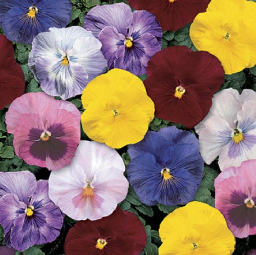 50 Pansy Seeds Delta Monet Mix