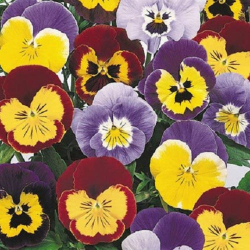 50 Seeds Joker Mix Pansy Seeds