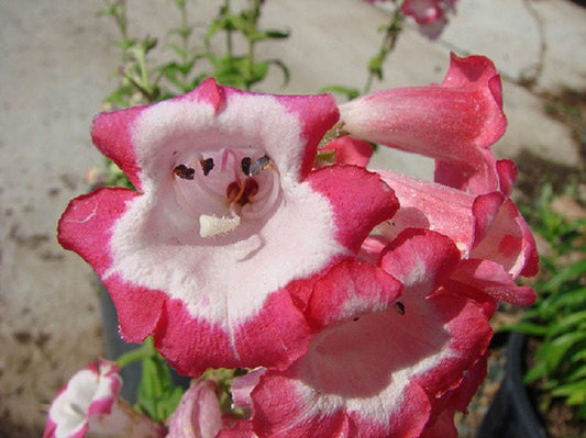50 Penstemon Seeds Flagstaff Red & White Flower Seeds Perennial