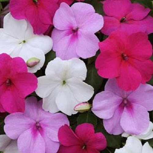 50 Seeds Impatiens Seeds Impreza Wedgewood Mix Flower Seeds