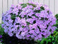 50 Impatiens Seeds Cascade Beauty Pink Seeds (trailing)