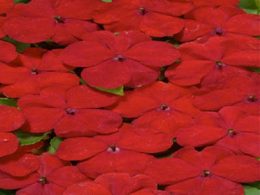 50 Impatiens Seeds Cascade Beauty Red Seeds (trailing) FLOWER SEEDS