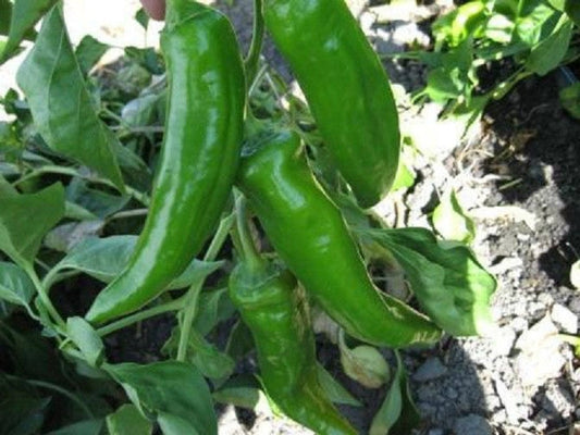 500 Anaheim Chili Pepper Seeds