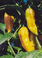 25 Fatalii Hot Pepper Seeds Chili Pepper