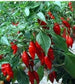 25 Pepper Hot Paper Lantern Pepper Seeds
