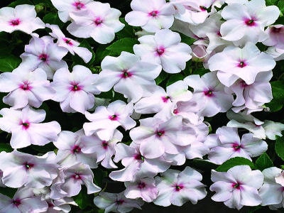 50 Impatiens Seeds Accent Bright Eyes