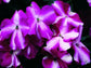 50 Impatiens seeds Accent Violet Star Flower Seeds