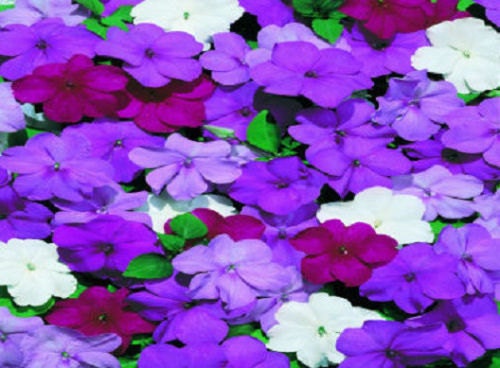 50 Impatiens Seeds Cascade Beauty Blues Mix Seeds (trailing)