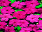 50 Impatiens Seeds Cascade Beauty Salmon Rose Seeds (trailing)