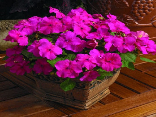 50 Impatiens Seeds Extreme Rose Flower Seeds