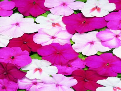 50 Impatiens Seeds Cascade Beauty Tropical Flame Mix (trailing)