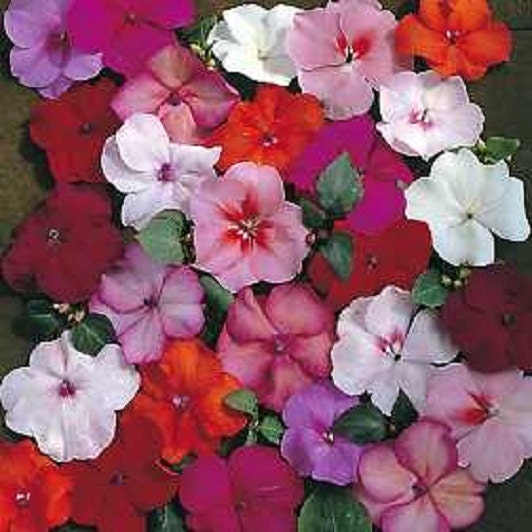 50 Impatiens Seeds Extreme Mix Flower Seeds