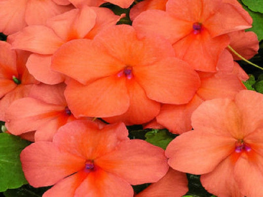 50 Impatiens Seeds Extreme Salmon Flower Seeds