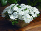 50 Impatiens Seeds Extreme White Flower Seeds