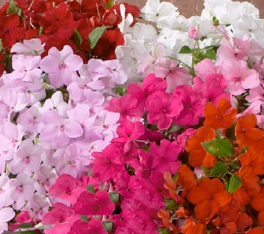 50 Impatiens Seeds Logro Mix Flower Seeds