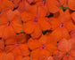 50 Impatiens Seeds Logro Orange Flower Seeds