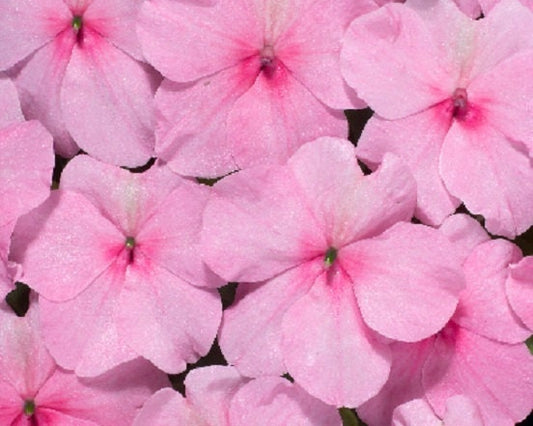 50 Impatiens Seeds Logro Pink Flower Seeds