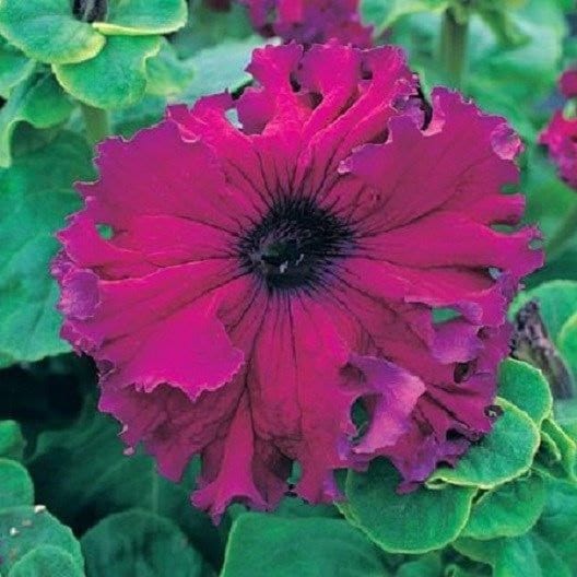 50 Pelleted Petunias Seeds Frillytunia Burgundy Flower Seeds