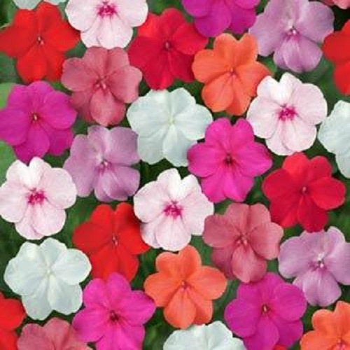 50 Impatiens Seeds Super Elfin XP Clear Mix Flower Seeds