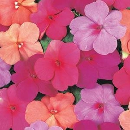 50 Seeds Impatiens Super Elfin XP Paradise Mix Flower Seeds Impatiens Seeds