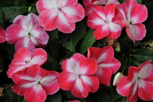50 Impatiens Seeds Elfin Red Starburst Flower Seeds