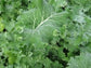 3,000 Seeds Premier Kale Seeds Vegetable Seeds