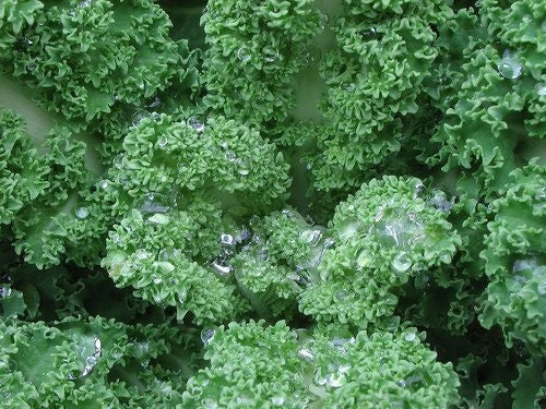 3,000 Kale Vates Blue Curled Seeds
