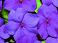 50 Impatiens Seeds Logro Violet Flower Seeds