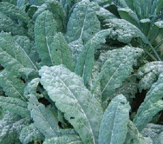 500 Kale Seeds Dinosaur Kale Lacinato Kale