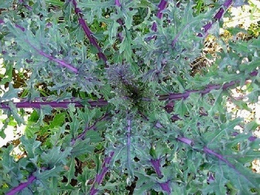 3,000 Russian Red Kale Seeds