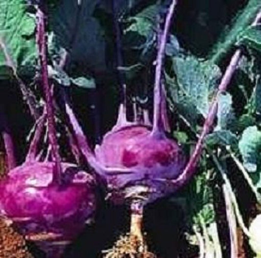 2000 Seeds Purple Vienna Kohlrabi Seeds