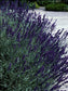 50 Lavandula Seeds Early Blue Scent (Perennial) Blue Lavender