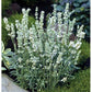 Lavandula Seeds Ellagance Snow White 50 White Lavender Seeds