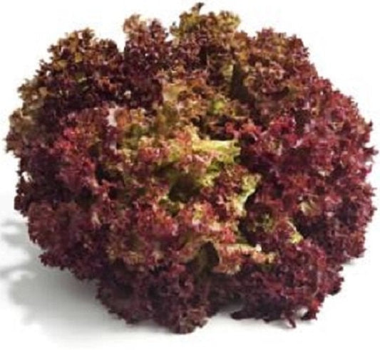 2,500 Seeds Lettuce Leaf Bronze Guard Lettuce Seeds