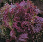 500 Seeds Red Fire Lettuce Seeds