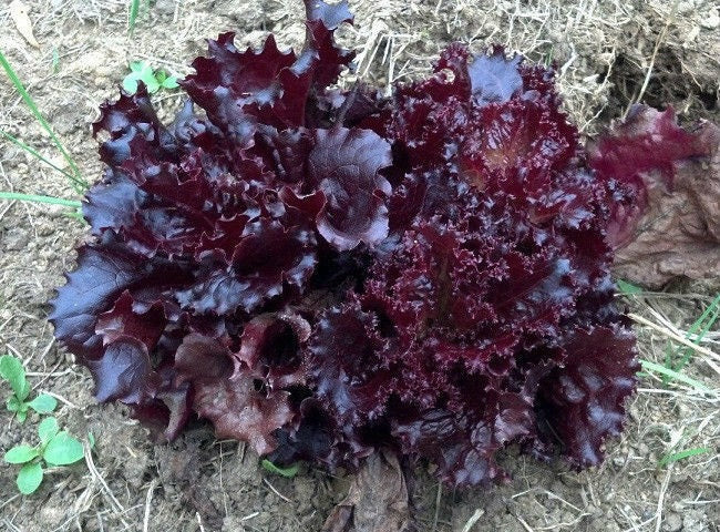 2000 Seeds Lettuce Ruby Red Leaf Lettuce Seeds