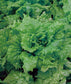 3,000 Lettuce Seeds Leaf Salad Bowl Green