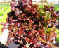 5,000 Seeds Lettuce Seeds Leaf Salad Bowl Red