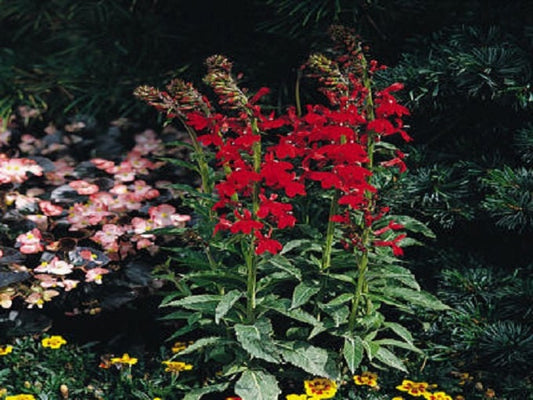 50 Seeds Lobelia Compliment Scarlet Flower Seeds