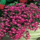 500 Lobelia Seeds Erinus Rosamond