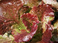 3,000 Prizehead Leaf Lettuce Seeds Salads