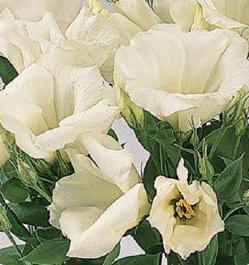 50 Lisianthus Seeds Forever White Forever White Lisianthus