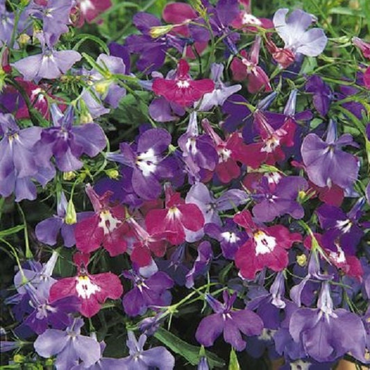 50 Multi Pelleted Seeds Lobelia Riviera Springtime Blues Mix FLOWER SEEDS