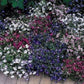 50 Lobelia Seeds Riviera Mix Pelleted Seeds Lobelia Flowers
