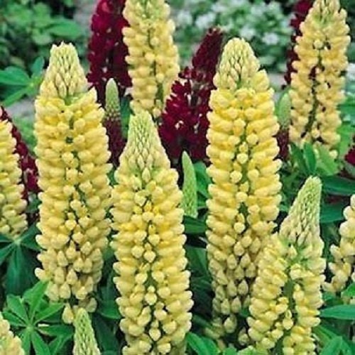 50 Lupine Seeds Russell Chandelier Seeds