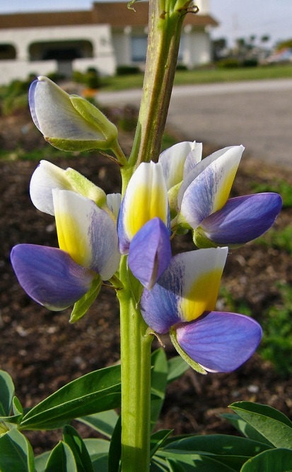25 Seeds Lupine Seeds Sunrise Seeds