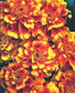 50 Marigold Ez Grow French Marigold Double Yellow And Red Detailed Seeds