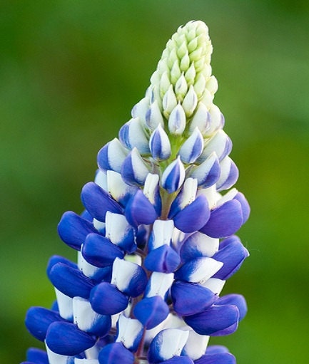 50 Seeds Lupine Governor FLOWER SEEDS
